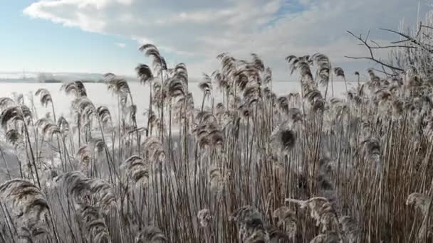 Neve coberta Phragmites australis está balançando no vento, de perto. Cresce perto da água. Hora de Inverno — Vídeo de Stock