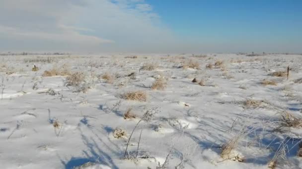 Estepe coberta de neve com grama seca. Natureza no inverno, campo. Voar para a frente sobre a terra — Vídeo de Stock