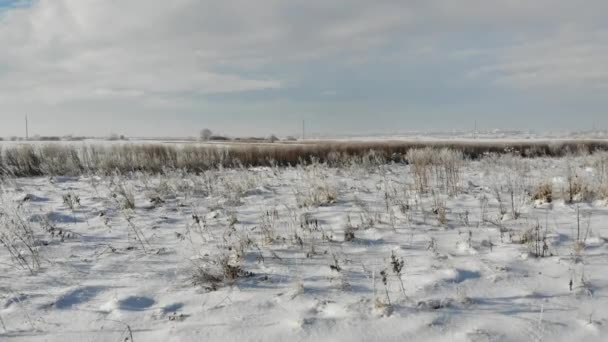 Besneeuwde steppe met droge planten en onkruid. Natuur in de winter, platteland. Soepele vliegen uit over het land — Stockvideo