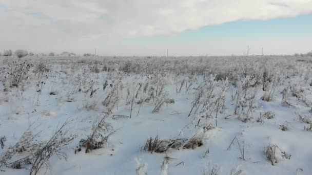 Сніжне степ із сухої трави та бур'яни. Занедбані землі, Україна — стокове відео