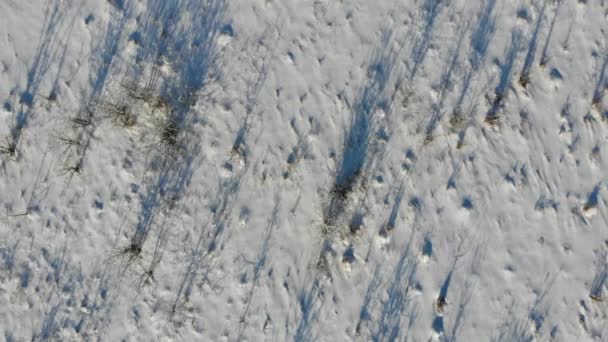 Terreno coberto de arbustos e ervas daninhas, zona rural. Estepes cobertas de neve. Vista aérea com mosca lisa para cima — Vídeo de Stock
