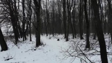 Ormanda kış. Ağaçlar, 4k arasında düzgün anında ileri