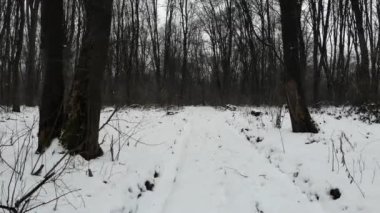 Ormanda kış. Ağaçların arasında düzgün anında ileri