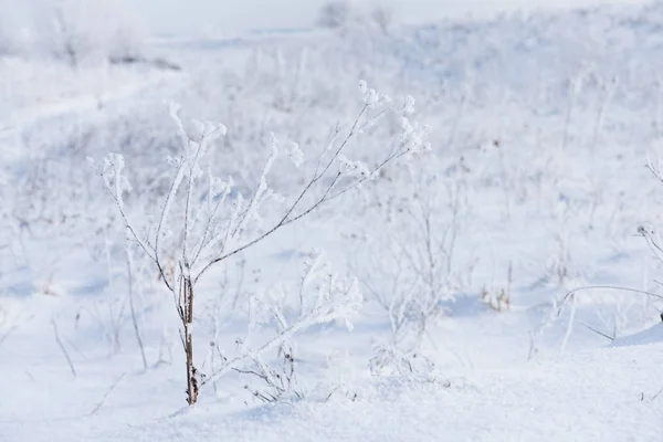 Έδαφος Και Φυτά Είναι Καλυμμένα Χιόνι Φύση Χειμώνα — Φωτογραφία Αρχείου
