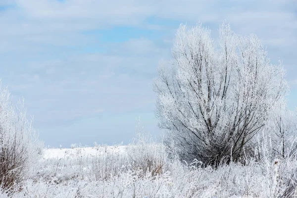 Piękny Zimowy Krajobraz Drzew Ziemi Pokryte Śniegiem Natura Zimie — Zdjęcie stockowe