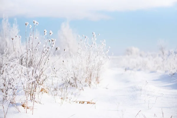 Snöiga Vägen Och Växter Vackra Naturen Vintern — Stockfoto