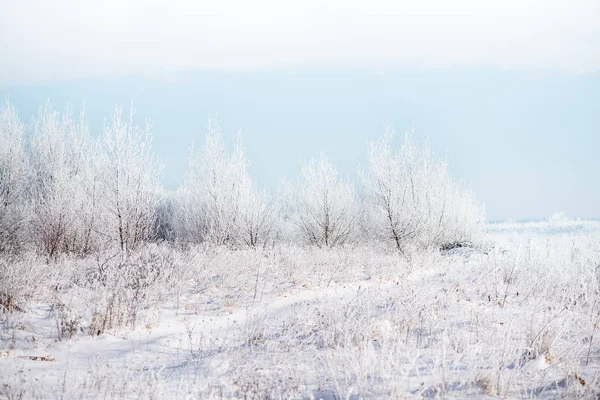 Winterlandschaft Schneebedeckte Bäume Schönheit Der Natur Tierwelt — Stockfoto