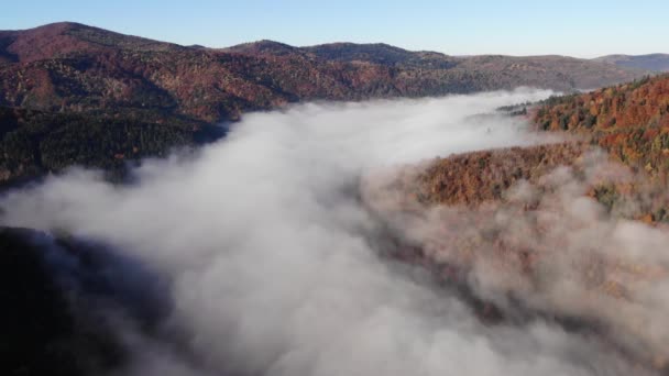 カルパティア山脈の素晴らしい風景の空撮 朝の霧は 山と森 川と封筒に広がっています カルパティア山脈 ウクライナの魔法とカラフルな秋 — ストック動画