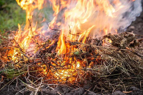 Onkruid Gras Branden Het Veld Close Oogst Herfst Tijd Milieuvervuiling — Stockfoto