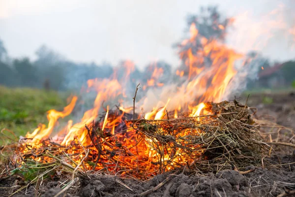 Ogräs Och Gräs Brinnande Fältet Efter Skörd Höstens Tid Luftföroreningar — Stockfoto