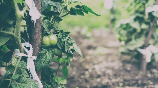 Busch aus grünen Tomaten Nahaufnahme, Bio-Lebensmittel, Banner-Format, matte Wirkung — Stockfoto