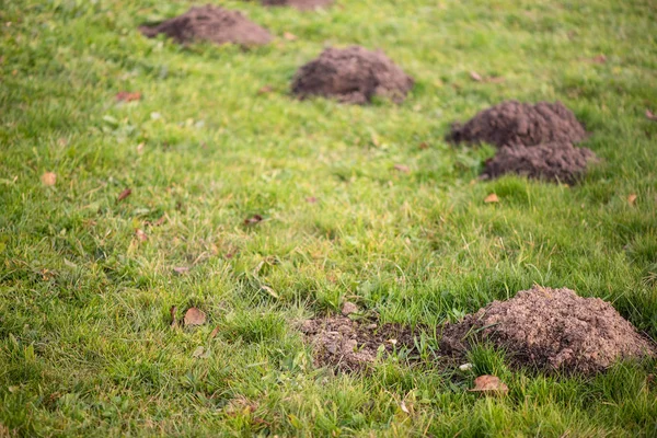 Molehills у дворі, Газон, пошкоджена трав'янистий Talpa. Цим шкідником дуже також Кріт Європейський — стокове фото