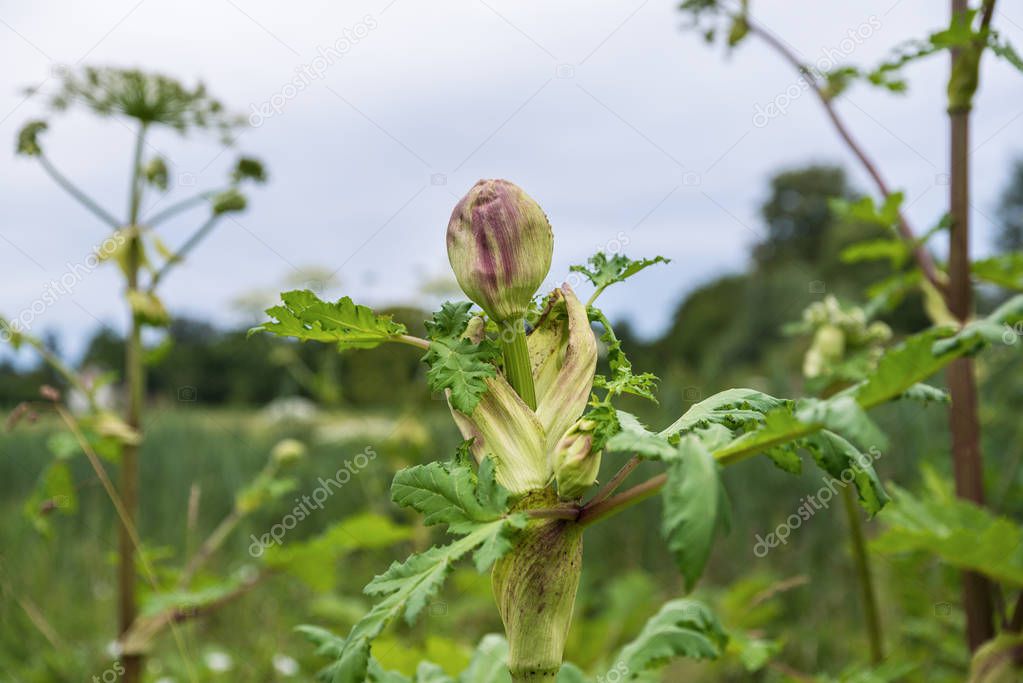 Dangerous toxic plant Giant Hogweed in the field, blooming. Also known as Heracleum or Cow Parsnip. The sap of it causes phytophotodermatitis in humans, resulting in blisters and long-lasting scars