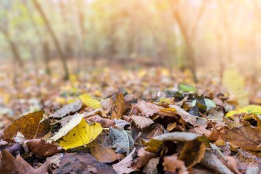 Dünya renkli yaprakları Gürgen ve diğer ağaçlar ile yumuşak arka plan metin için yer ile kaplıdır