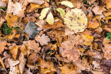Dünya meşe, Gürgen ve ağaçlar, diğer tür renkli yaprakları ile kaplıdır sonbahar