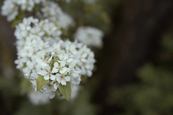 Flores de peral en el jardín, hermoso fondo —  Fotos de Stock