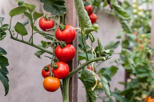 Cultivation of organic tomatoes at home. Bushes of green tomatoes tied to wooden stick