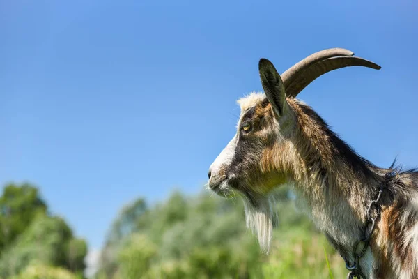Portrait of goat outdoors, side view