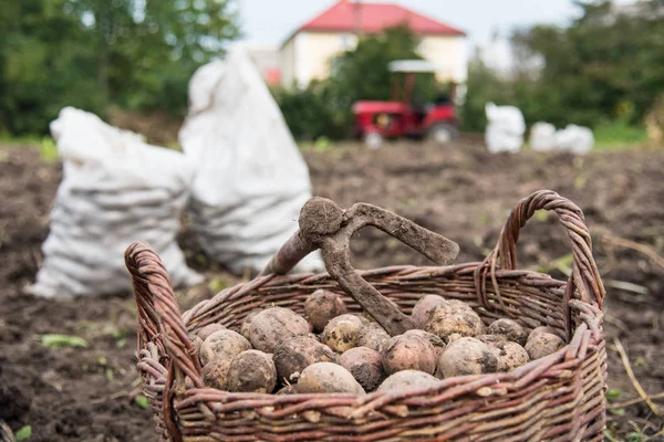 Weidenkorb ist mit frisch gegrabenen Kartoffeln gefüllt. Auf dem Korb liegt Hacke - Retro-Handwerkzeug zum Kartoffelgraben. Leben im Dorf, Ukraine — Stockfoto