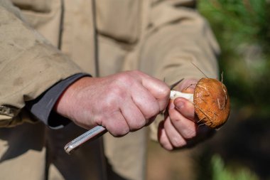 Leccinum scabrum Mantar seçici elinde bulundu. Avcılık mantar