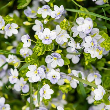 Veronica chamaedrys doğada, üst görünümü. Bu çiçekli bitki, türler otsu çok yıllık