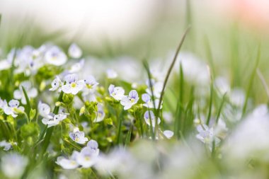 Veronica chamaedrys doğada, yakın çekim. Bu çiçekli bitki, türler otsu çok yıllık