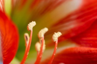 Hippeastrum hibrid makro görünümü. Çiçek filamentleri, anthers ve yaprakları
