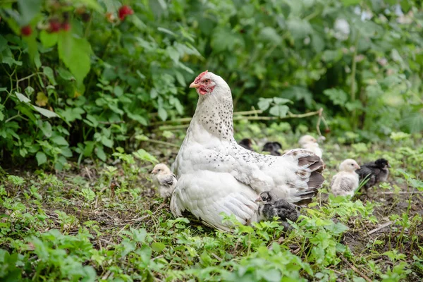Fészekalja tyúk vele kis csirke a kertben — Stock Fotó