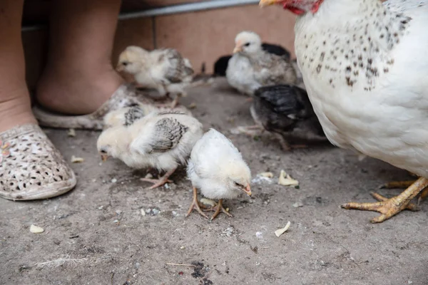 Los pollitos comen alimento en el patio. Aves — Foto de Stock