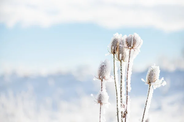 Snöiga torr tistel växt. Naturen på vintern — Stockfoto