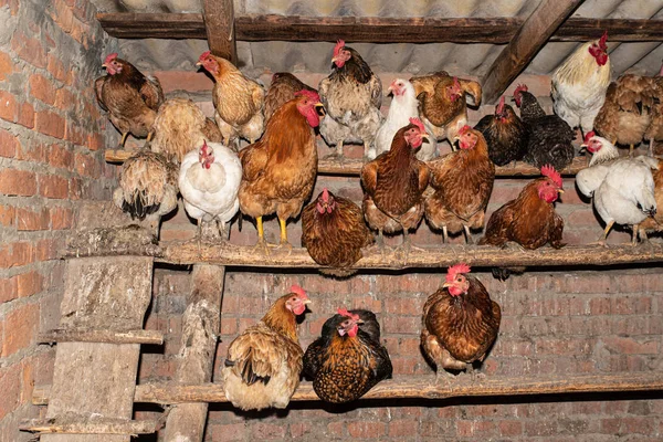 Galinhas no galinheiro, casa. Vida na aldeia — Fotografia de Stock