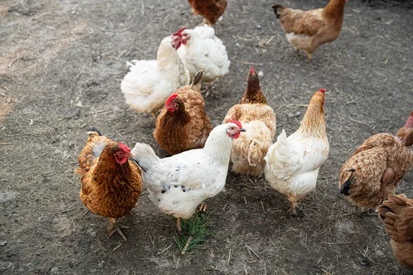 Pollos en el patio trasero. Vida de los animales — Foto de Stock