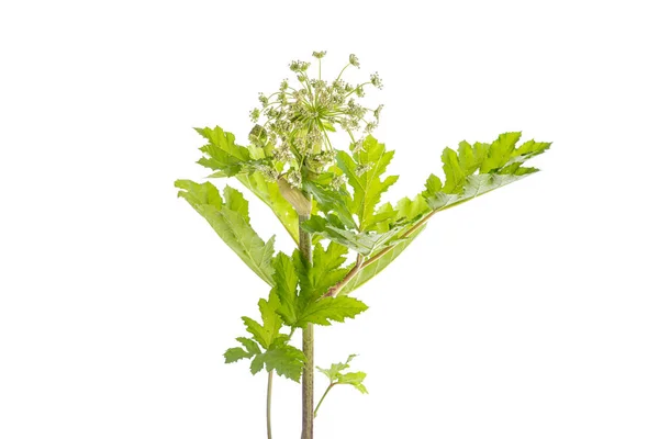 Tehlikeli zehirli bitki Dev Hogweed. Ayrıca Heracleum veya Parsnip olarak da bilinir. Kırpma yolu ile beyaz arka plan üzerinde yalıtılmış