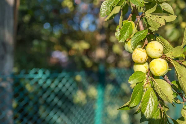 Il ramo della varietà prugna gialla, ha un sapore forte e un gusto piacevole, estate, Ucraina — Foto Stock