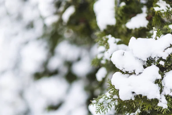 Design mall för gratulationskort, grön Cypress gren täckt av snö, design bakgrund, utrymme för text, vykort, vinter skönhet, närbild — Stockfoto