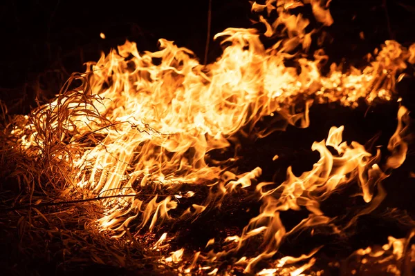 A queimar relva no campo, de perto. Natureza em chamas. Temas de fogo, desastre e eventos extremos. Tiro noturno — Fotografia de Stock