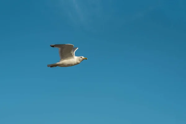 Létající racek na modré obloze — Stock fotografie