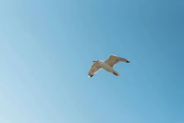 Летающая чайка в голубом небе — стоковое фото