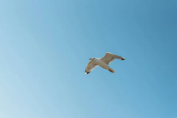 Létající racek na modré obloze — Stock fotografie