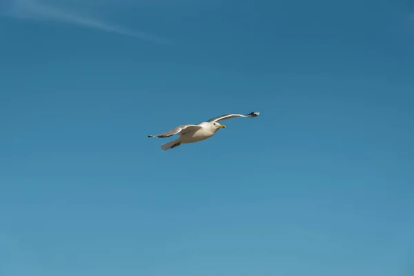Latająca mewa na błękitnym niebie — Zdjęcie stockowe