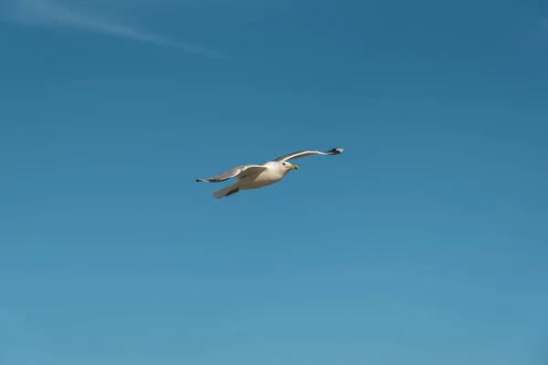 Burung camar terbang di langit biru — Stok Foto