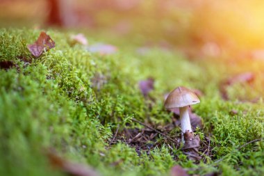 Amanita phalloides ormanın içinde. Zehirli mantar, ölüm kap olarak bilinen