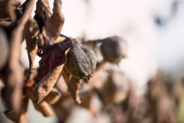 Albero appassito con frutti anneriti e sbiaditi e foglie secche. Rischio di perdita di alberi e giardino. Il tema della cura del giardino, il controllo dei parassiti — Foto Stock