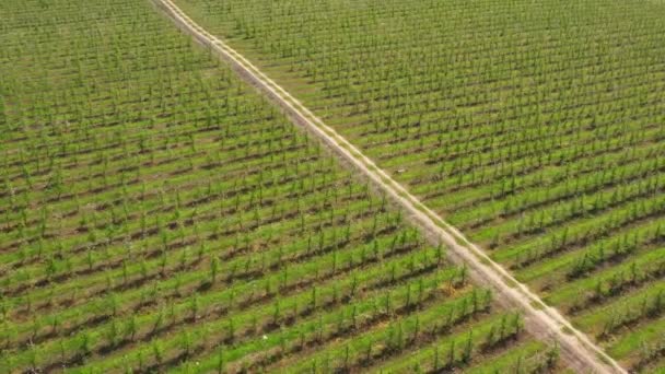 Vista Aérea Drones Huerto Verde Con Camino Tierra Tema Horticultura — Vídeo de stock