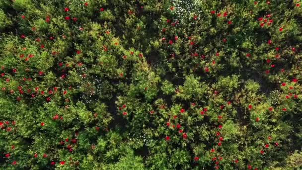 Pole Czerwonych Kwiatów Maku Wśród Innych Kwiatów Roślin Zielonych Znany — Wideo stockowe