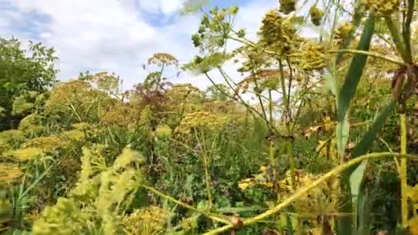 Zarośla Wśród Kwitnę Niebezpieczny Toksyczny Roślina Herakropa Niebezpieczne Toksyczne Rośliny — Wideo stockowe