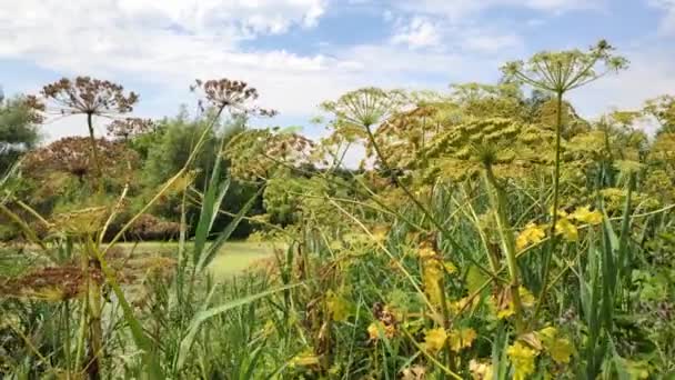 Plantas Tóxicas Peligrosas Gigante Hogweed Florecen Cerca Del Agua Conocido — Vídeo de stock