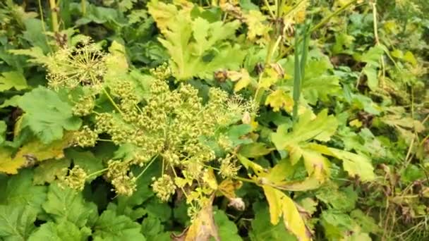 Seeds Wild Poison Plant Giant Hogweed Maturation Uncontrolled Seed Spread — Stock Video