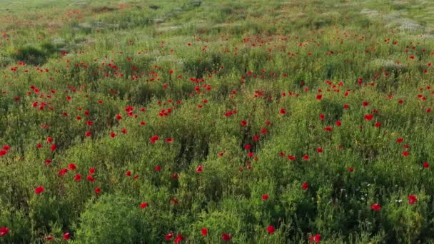 Viele Rote Mohnblumen Und Andere Pflanzen Auf Der Grünen Wiese — Stockvideo