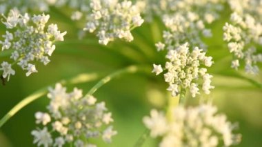 Tehlikeli zehirli bitki Dev Hogweed tohumları, yaklaşın. Haziran sonu. Bu zehirli bitkinin yayılması küresel bir sorundur.